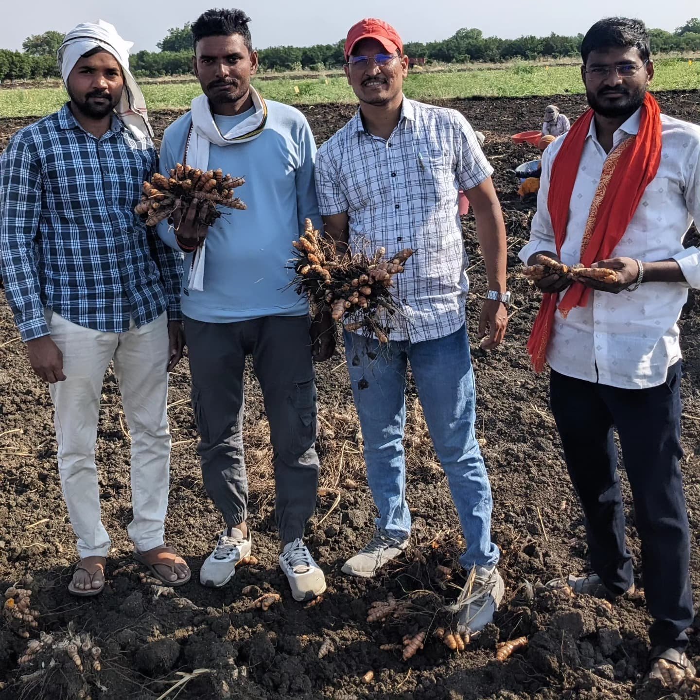 Farmers harvesting turmeric in Gujarat, India