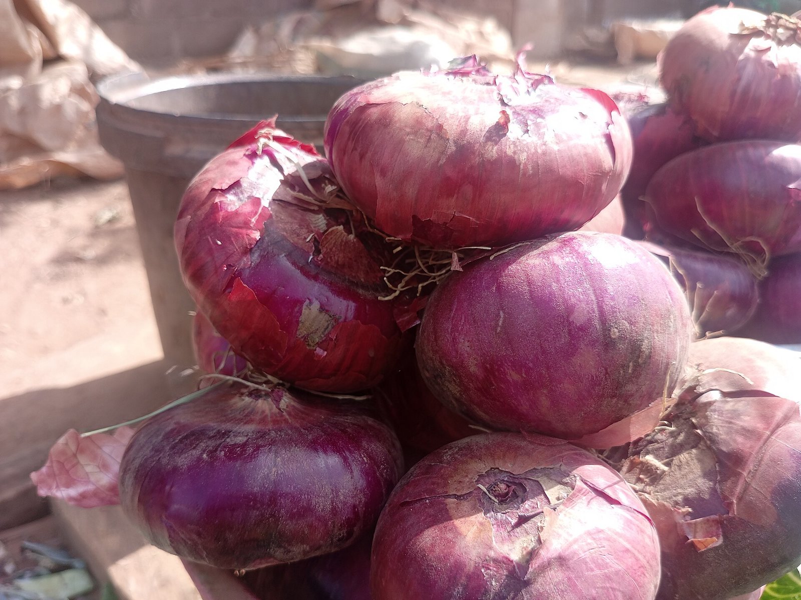 Onion